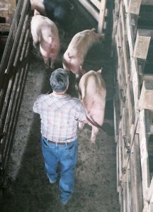 An employee at White's Livestock Auction in Brooksville, IN, moves pigs into a waiting pen.