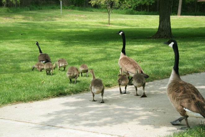 A gaggle of Canada geese crosses a path in Cincinnati's Sharon Woods. Photo courtesy of Konstantin Vasserman.