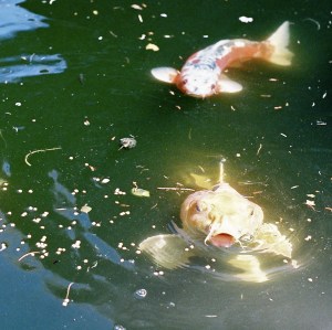Koi fish paddle among elm seeds, in a private Albuquerque pond.